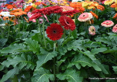 Dan hier de Patio Pinnacles. Met een bloem van wel 16cm doorsnede en een helder rode kleur een echte eye cather. Wel doet deze het op z’n beste in een grote pot en niet in de volle grond.